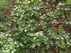 -黑龙江省森林植物园