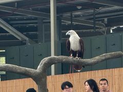 -新加坡飞禽公园