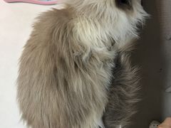 -御宝贝·A梦猫科宠物医院(国际猫友好医院)