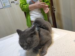 -宠爱国际动物医院· 猫科· 外科·中兽医(长白店)