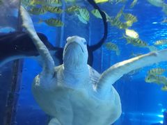 -太平洋海底世界