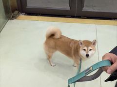 -瑞鹏宠物医院·宠保定点·心脏科·内科(御桥分院)