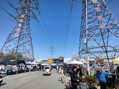 -中环花鸟鱼虫市场