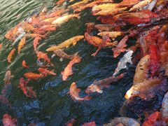 -千岛湖东南湖区
