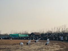 -盐城丹顶鹤湿地生态旅游区