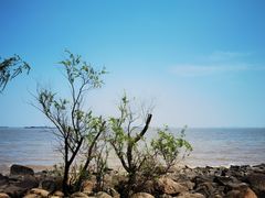 -上海吴淞炮台湾国家湿地公园