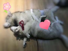 -Husky Go! 哈士奇体验馆·宠物咖啡厅狗咖