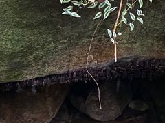 -呀诺达热带雨林