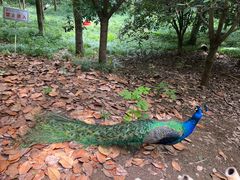 -合肥野生动物园