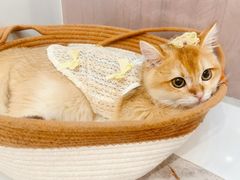 -lincat·猫舍(广州店)