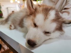 -Husky Go! 哈士奇体验馆·宠物咖啡厅狗咖