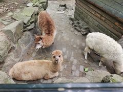 -杭州动物园