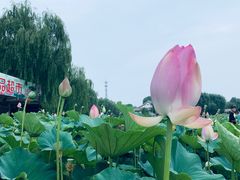 -白洋淀景区