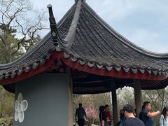 -香雪海