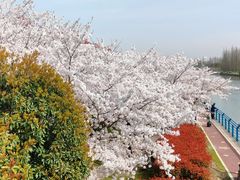 -高东镇樱花园