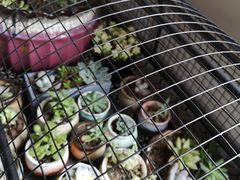 -东方名猫馆·英短金渐层布偶猫舍(环线广场1号楼店)