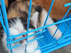 -桂林市花鸟市场