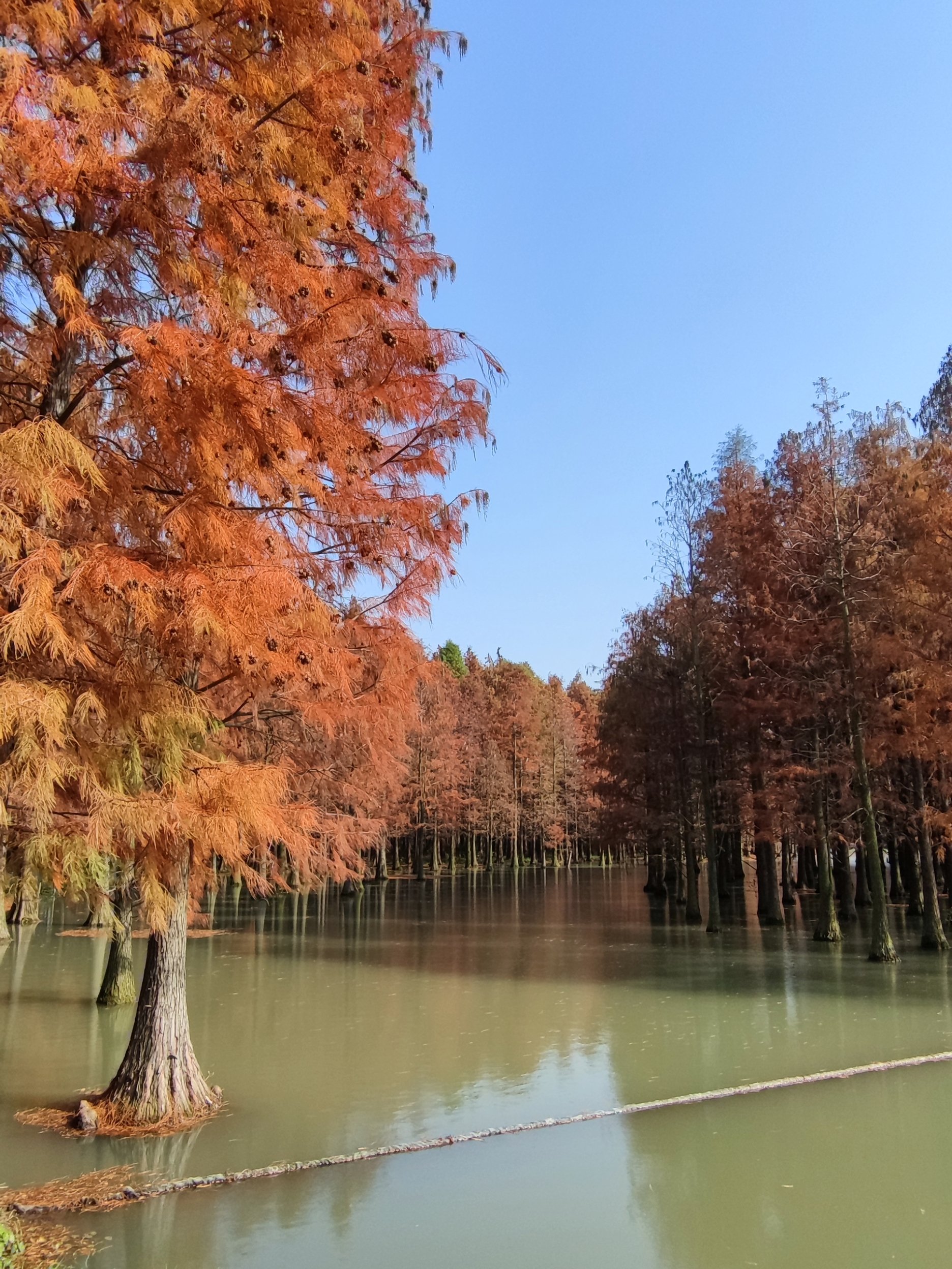 青浦区青西郊野公园图片