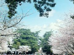-武汉大学-樱园