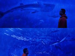 -贝林大翅鲸简餐厅(国家海洋博物馆店)