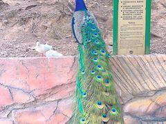 -燕塞湖鸟语林景区