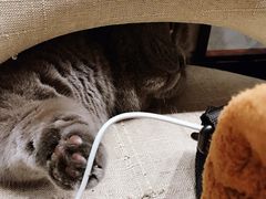 -逗柴咖啡屋·狗咖猫咖宠物桌游