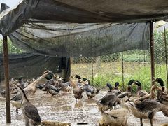 -银峰农庄·特色烧鸡·鲜无花果浸鸡