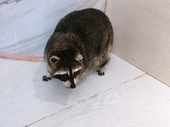 -浣熊柯尔鸭土拨鼠·电玩咖