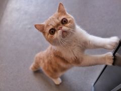 -飞行喵MR PILOT|猫舍·猫咖(静安大融城店)