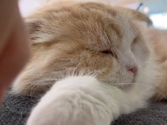 -喵园·猫主题咖啡厅·撸猫·猫咖(国贸店)