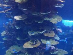 -青岛海底世界-水族馆