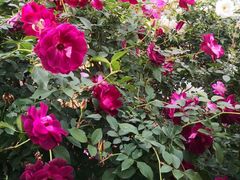 -人民公园(罗湖区)