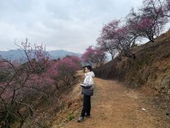 -新建村梅花