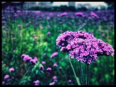 -杭州城北体育公园