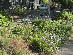 -上海鲜花港