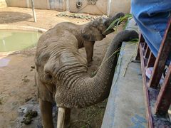 -西霞口神雕山野生动物世界