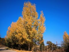 -北京西山国家森林公园