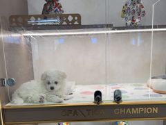 -翊宠yipet猫狗购宠庄园犬舍•猫舍