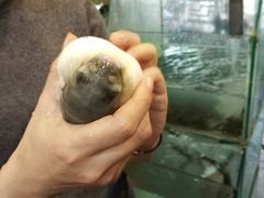 -观桥阁(锦溪店)