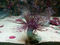 -北戴河圣蓝海洋公园