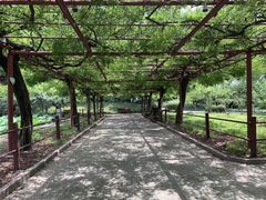 -嘉定紫藤园