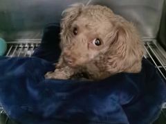 -宠物星动物医院·眼科·异宠·猫科(江南大道总院)