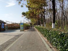 -合肥滨湖国家森林公园