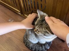 -楼上猫咖(罗湖店)