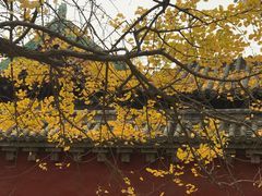 景点银杏叶-少林寺景区