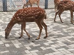 -长白岛森林公园