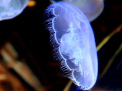 Seattle&nbsp;A-西雅图水族馆