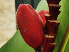 -北京植物园-展览温室