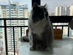 -喵园·猫主题咖啡厅·撸猫·猫咖(国贸店)