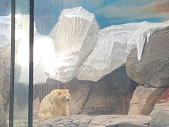 -海合安武汉极地海洋公园